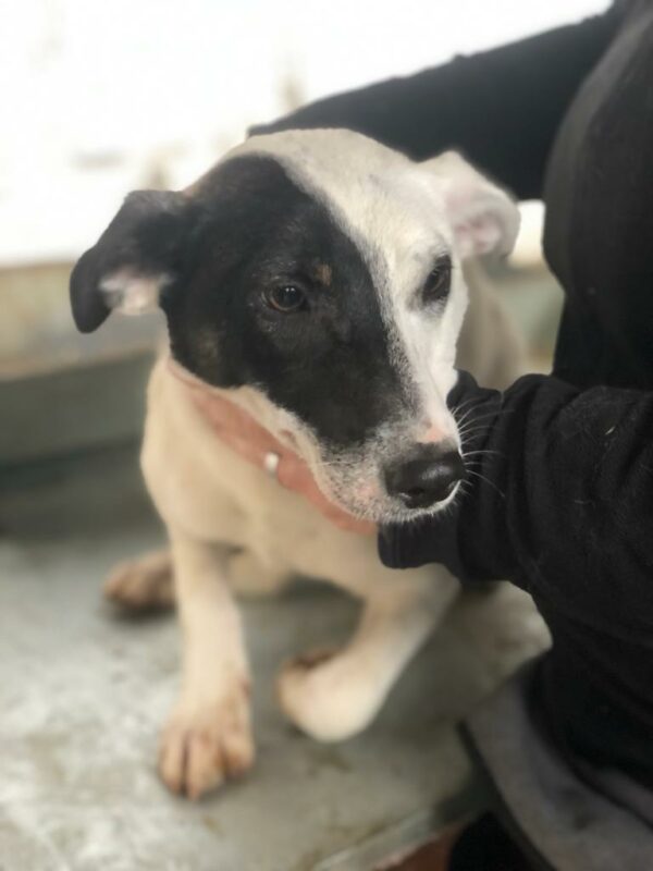 SHADOW - reserviert Silke - vermittelt – Bild 3