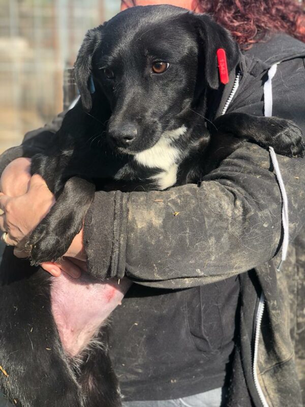 SHAWNEE - reserviert Betty - vermittelt – Bild 4