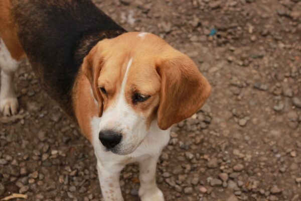 SARINA - reserviert Laborbeaglehilfe vermittelt – Bild 3
