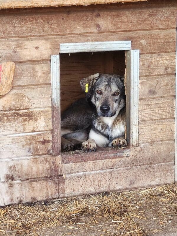 LONNY (♂) - seit 2022 im Shelter – Bild 14