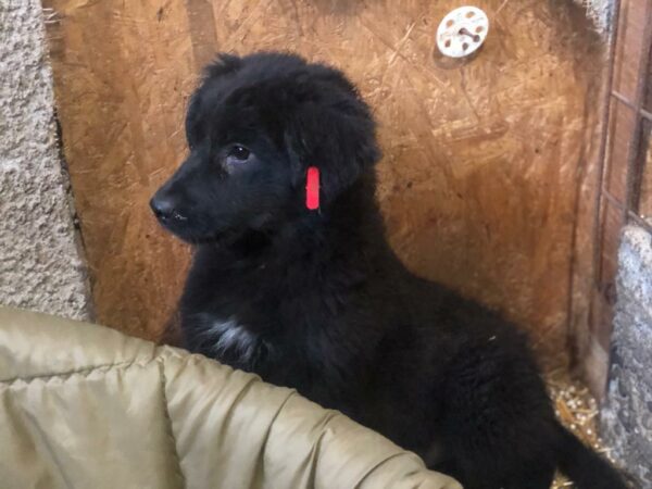LEONIE - reserviert Betty vermittelt – Bild 5