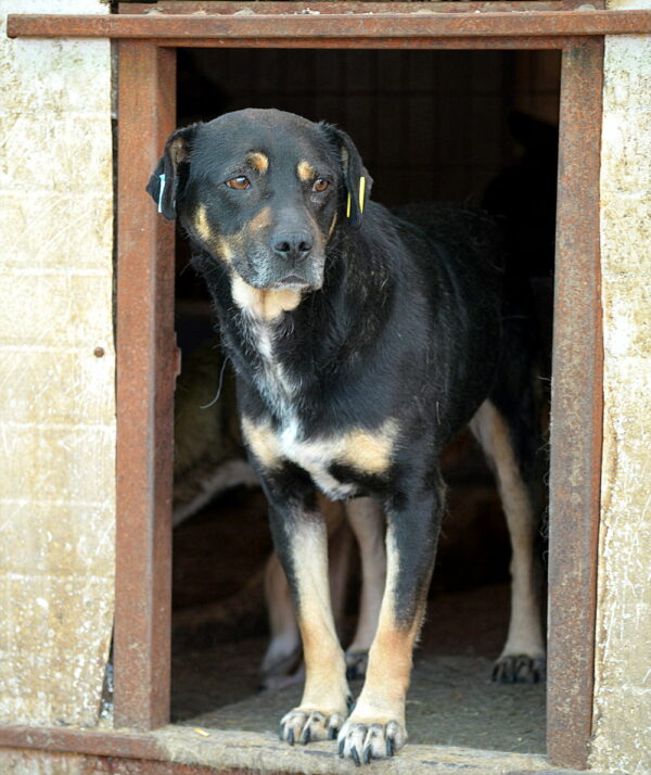 LALITA (♀) - seit mind. 2022 im Shelter – Bild 6