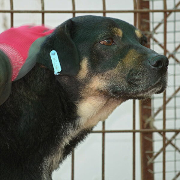 LALITA (♀) - seit mind. 2022 im Shelter – Bild 9
