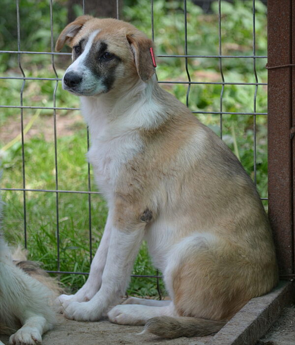 KLARA (♀) – Bild 6