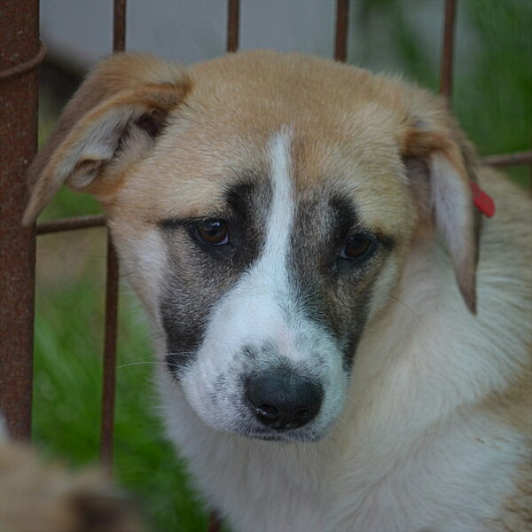 KLARA (♀) – Bild 7