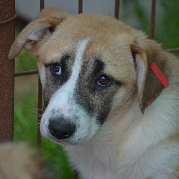 KLARA (♀) – Bild 8