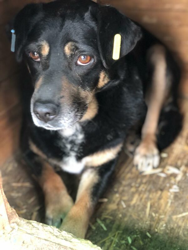 LALITA (♀) - seit mind. 2022 im Shelter – Bild 13