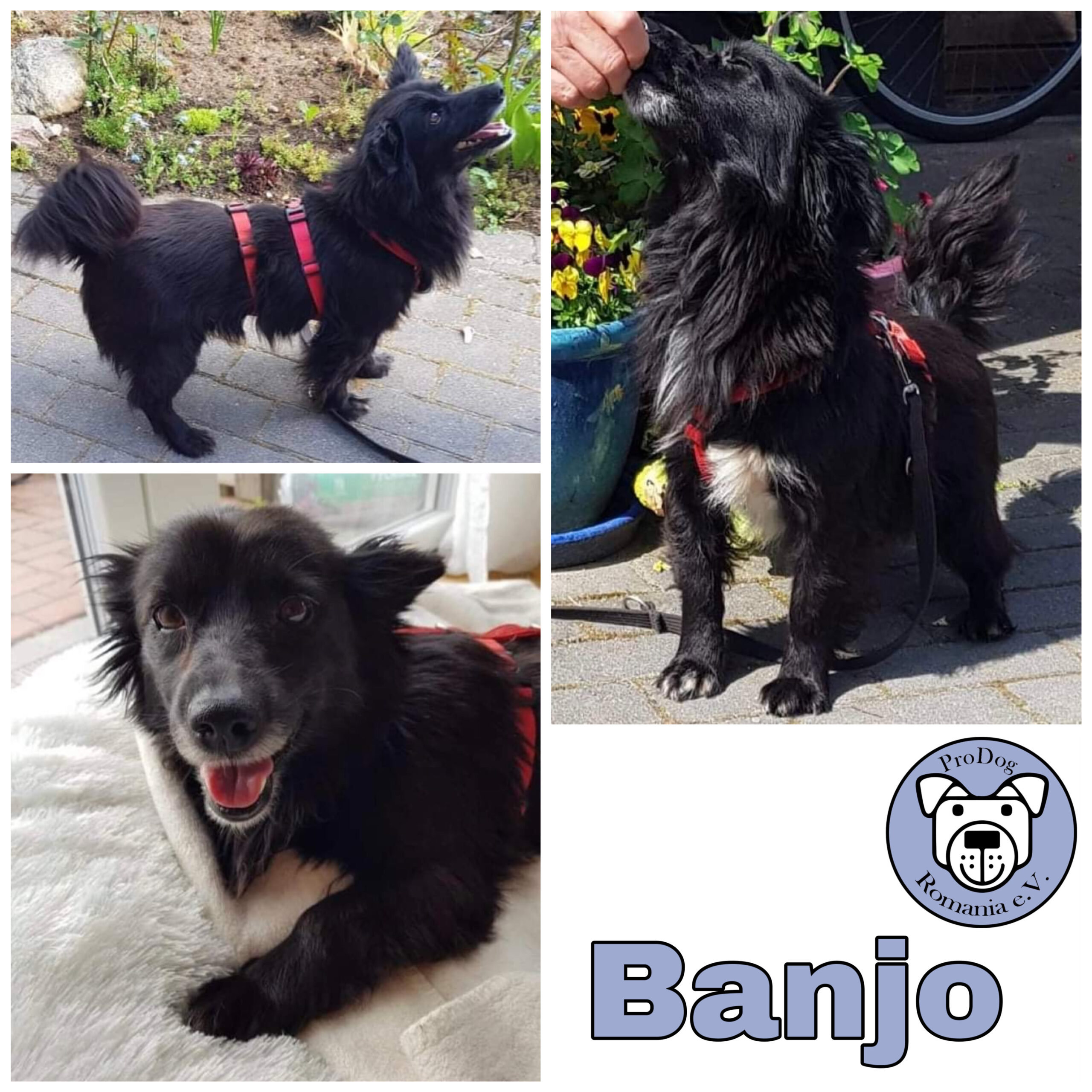 Banjo in 23715 Bosau *vermittelt*