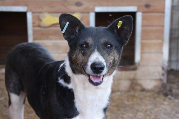 JARA (♀) – Bild 9