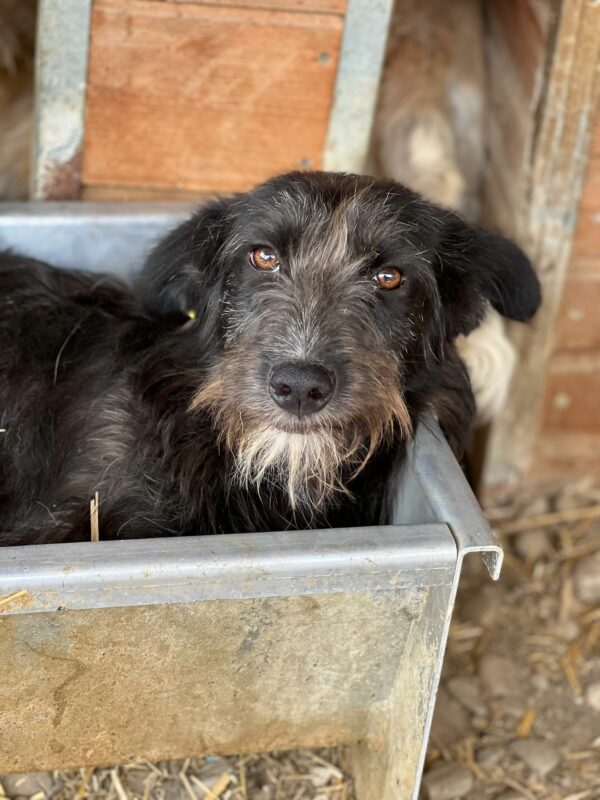 LOBA - reserviert Betty vermittelt