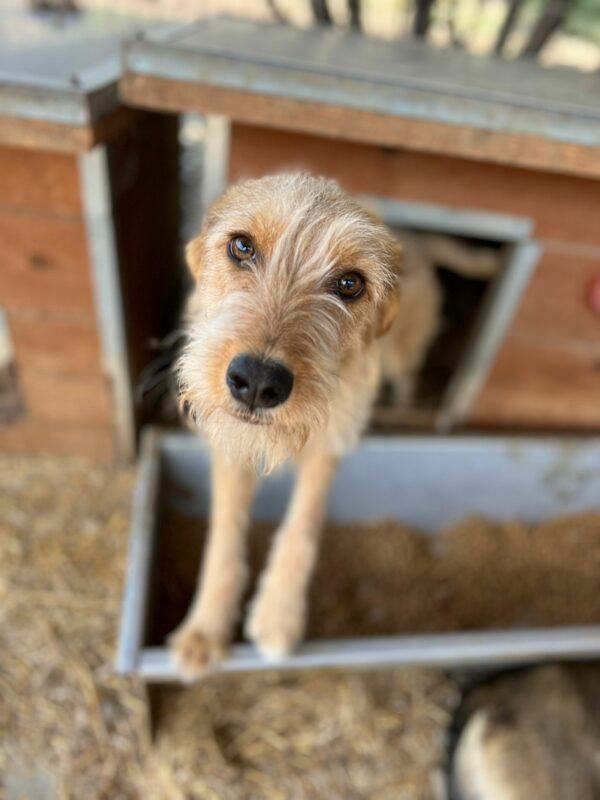 IDEFIX - reserviert Sasi vermittelt – Bild 2