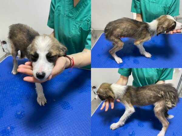 PIGGY - reserviert für Tierhilfe Lebenswert vermittelt – Bild 2