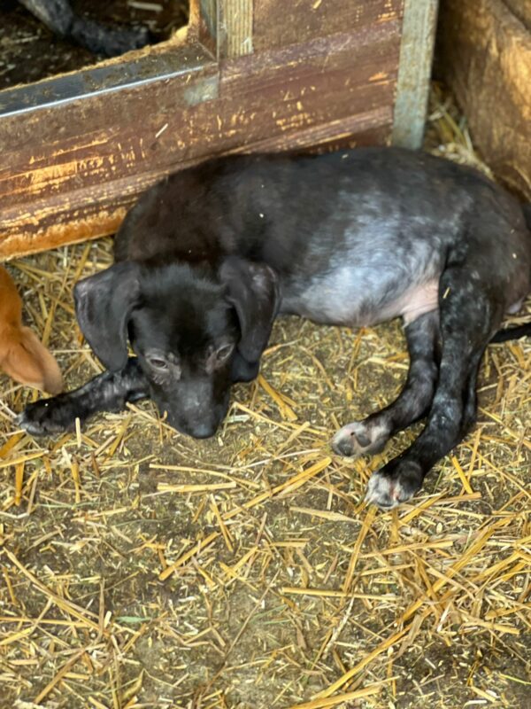 EMILE - auf Pflegestelle in PLZ 1 vermittelt – Bild 5