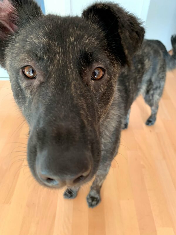 Suki (Joyce) in 22337 Hamburg * vermittelt* – Bild 2