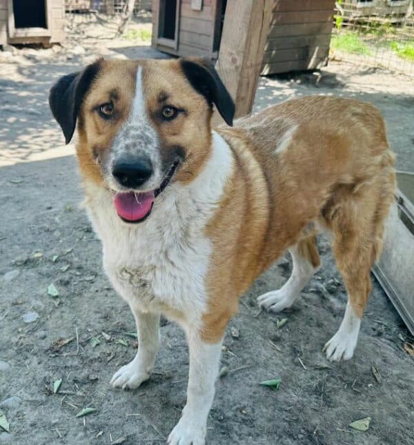 BARNEY (♂) - seit 2022 im Shelter – Bild 13