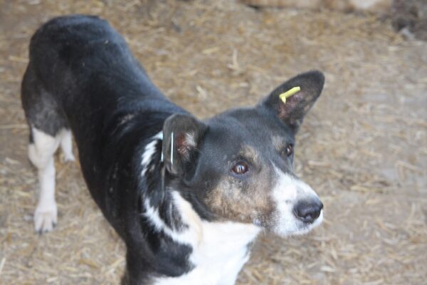 JARA (♀) – Bild 10