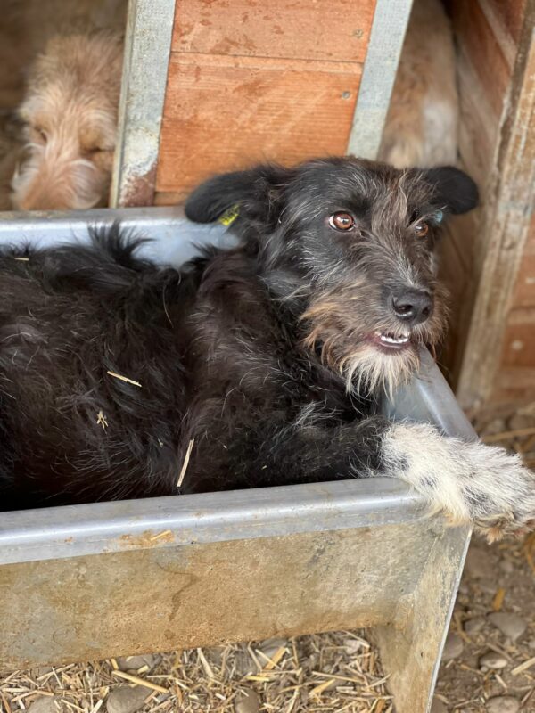 LOBA - reserviert Betty vermittelt – Bild 3