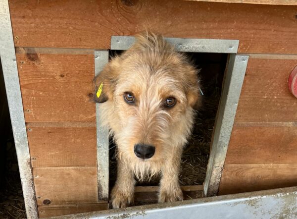 IDEFIX - reserviert Sasi vermittelt