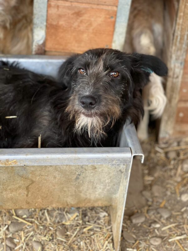 LOBA - reserviert Betty vermittelt – Bild 4