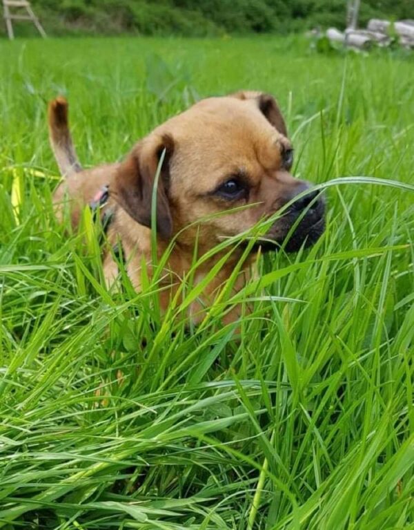 Phula in 23715 Bosau *vermittelt* – Bild 2
