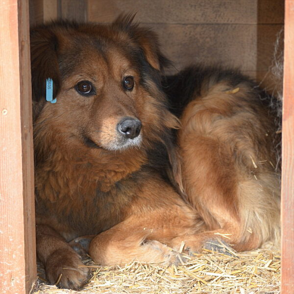 LARRY - ausgereist zur Tierhilfe Lebenswert – Bild 5