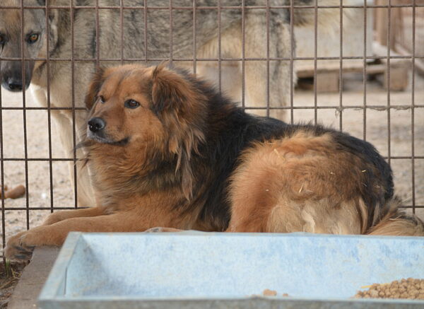 LARRY - ausgereist zur Tierhilfe Lebenswert – Bild 7