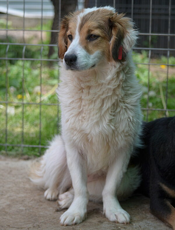 PEACHES - reserviert TST Rösrath vermittelt – Bild 4