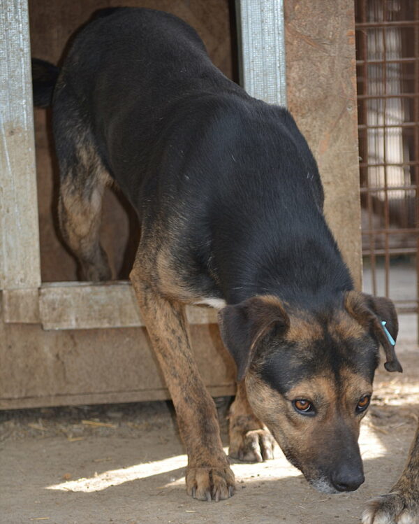 NORBY (♂) – Bild 2