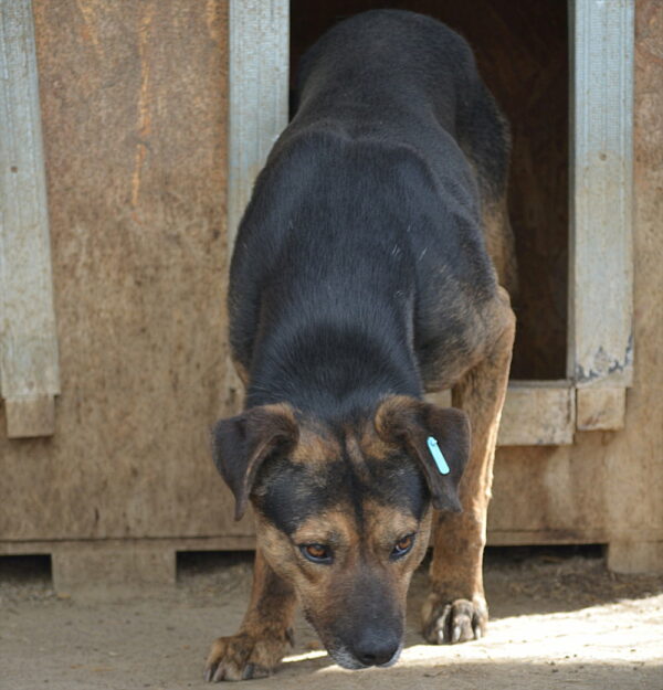 NORBY (♂) – Bild 3