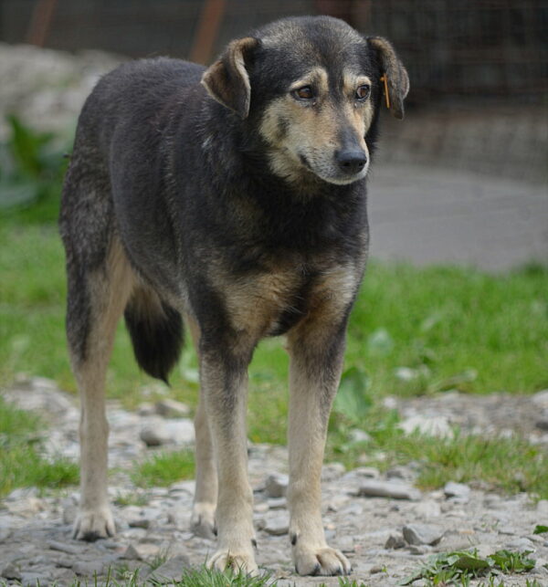 KAUNI (♀) – Bild 2