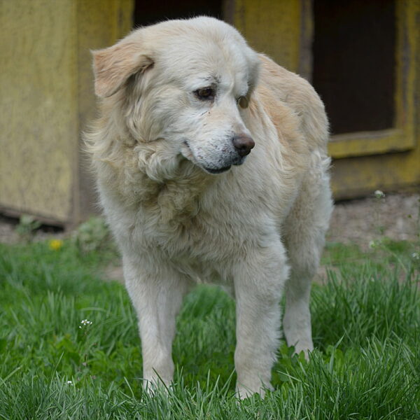 BOSKO (♂) - RBB 08/24 – Bild 3