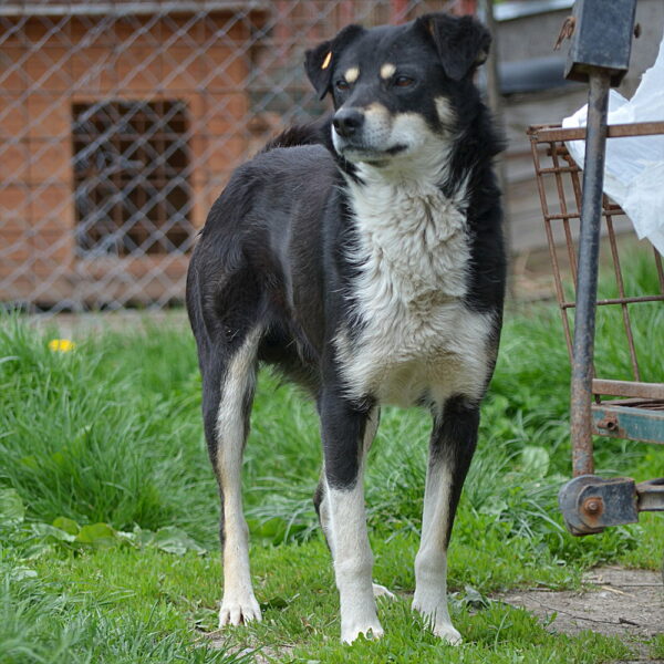 BAXTER (♂) – Bild 2