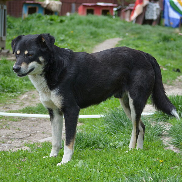 BAXTER (♂) – Bild 3