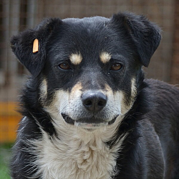 BAXTER (♂)