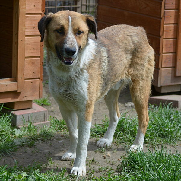 BARNEY (♂) - seit 2022 im Shelter – Bild 21