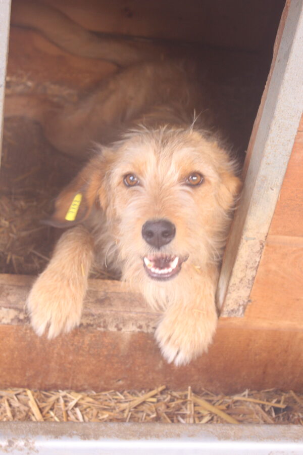 IDEFIX - reserviert Sasi vermittelt – Bild 4
