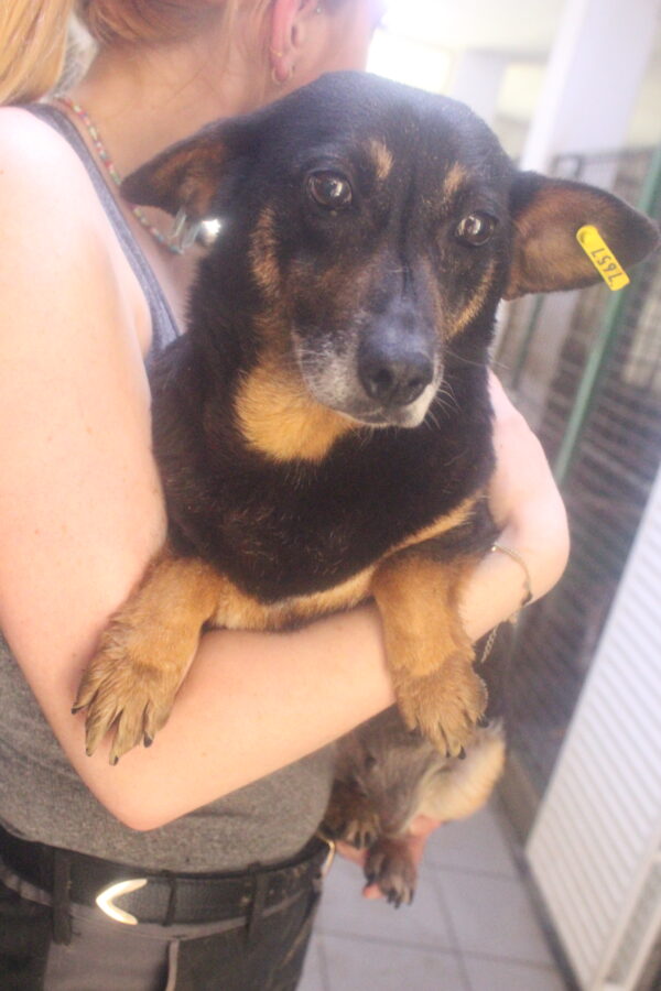GRETEL - reserviert TINO vermittelt – Bild 2