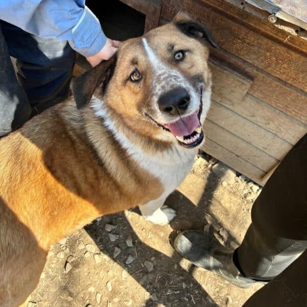 BARNEY (♂) - seit 2022 im Shelter – Bild 3