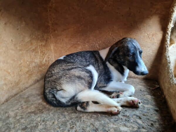 GINGER (♀) – Bild 4