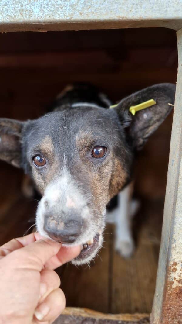 JARA (♀) – Bild 5