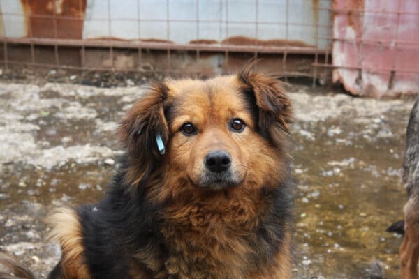 LARRY - ausgereist zur Tierhilfe Lebenswert – Bild 2