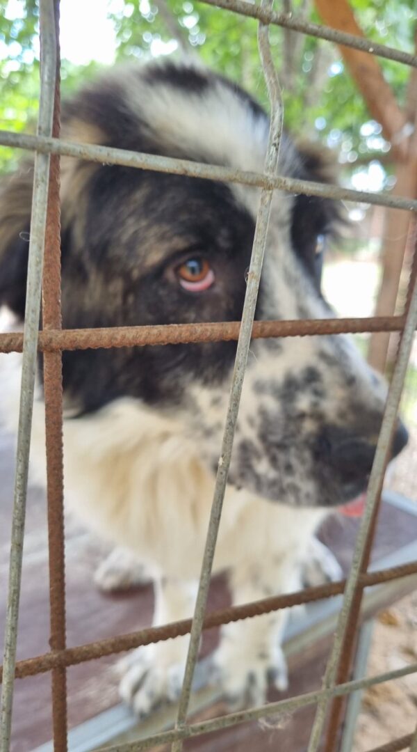 SPOTTY - vermittelt – Bild 2