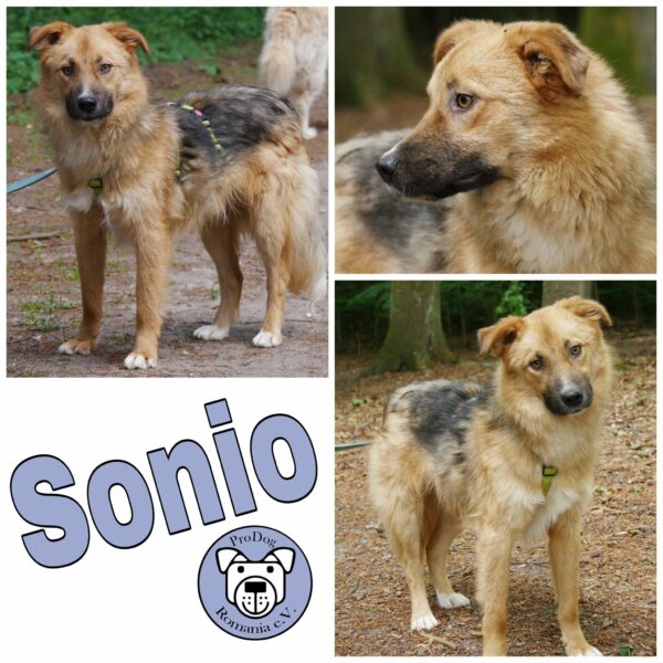 Sonio in 21521 Dassendorf *vermittelt*