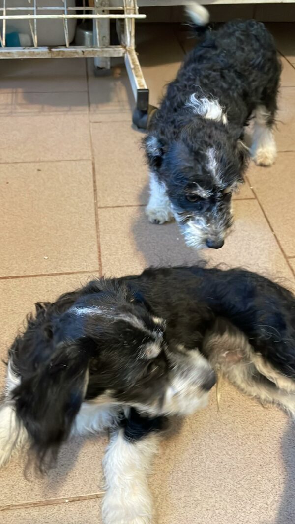 RANDY - reserviert Anna vermittelt – Bild 2