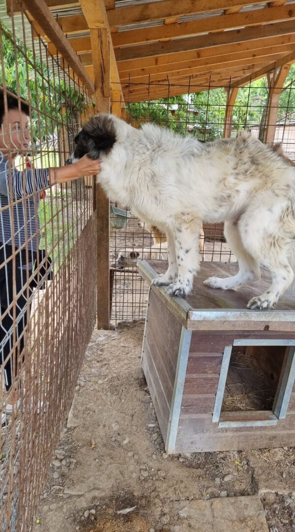 SPOTTY - vermittelt – Bild 4