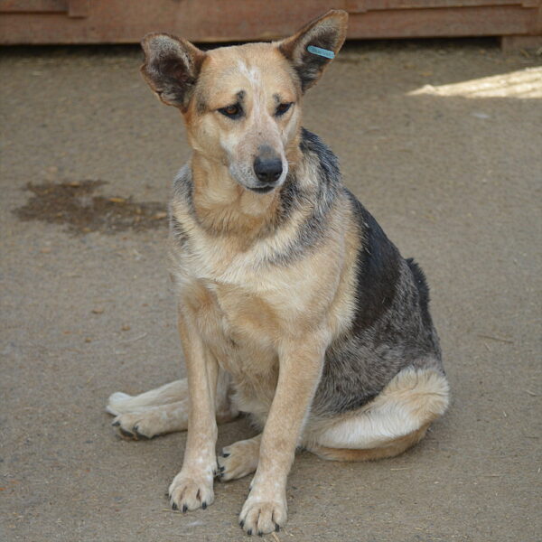 KAJALA (♀) – Bild 6