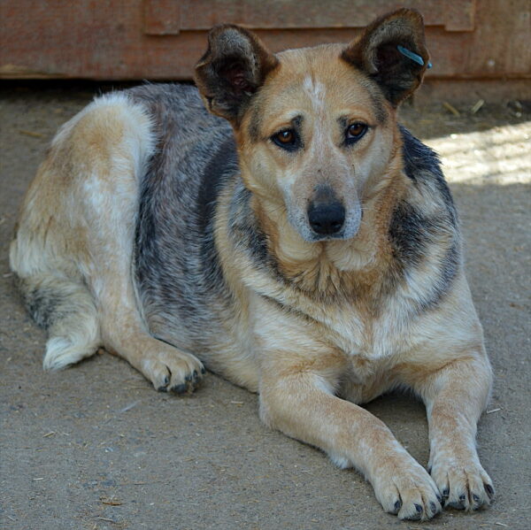 KAJALA (♀) – Bild 7