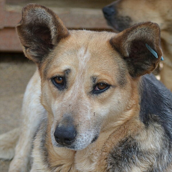 KAJALA (♀) – Bild 9