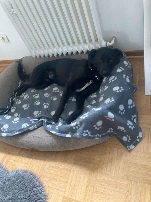 Ella in 46499 Hamminkeln *vermittelt* – Bild 2