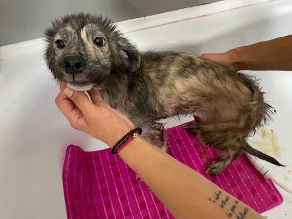 MUKKY - sehr durchtrittige Pfoten - reserviert Tierhilfe Lebenswert DR - vermittelt
